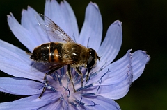 David Plant Photography - Wildlife Photography - Drone-fly Eristalis tenax - B